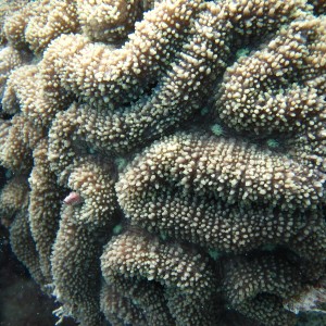 Lobophyllia - Torres Strait Coral Taxonomy Photos