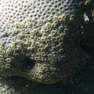 Goniopora - Torres Strait Coral Taxonomy Photos