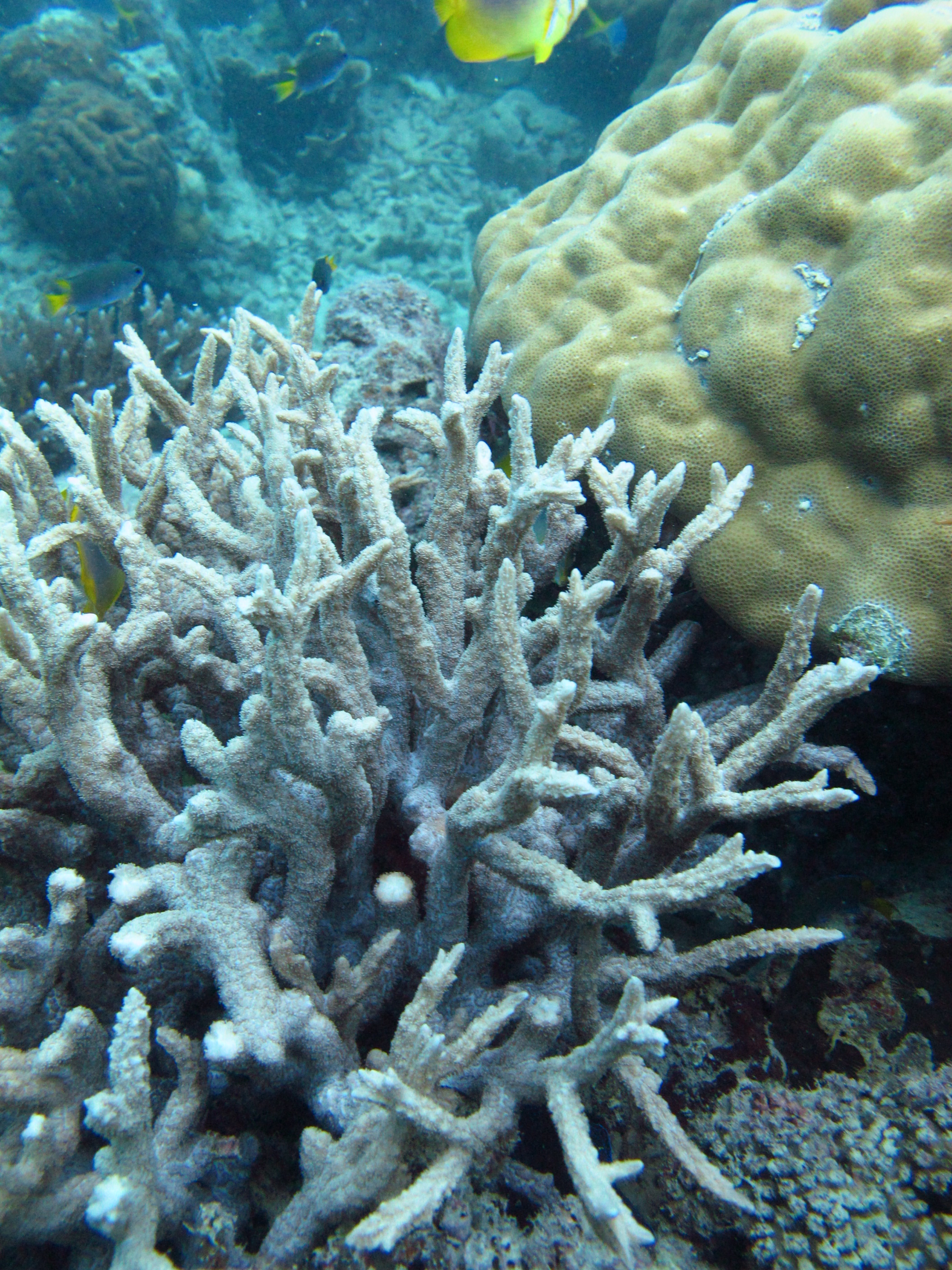 Hydnophora rigida | Torres Strait
