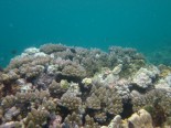 Mer Reef second flank