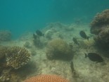 Masig Reef first flank