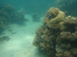 Masig Reef second flank