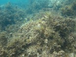 Masig Reef front