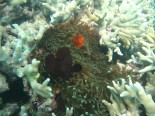 Poruma Reef
