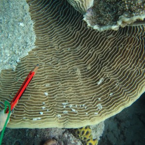 Pachyseris - Torres Strait Coral Taxonomy Photos