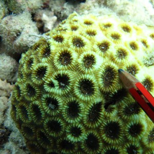 Acanthastrea - Torres Strait Coral Taxonomy Photos