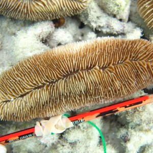 Herpolitha - Torres Strait Coral Taxonomy Photos
