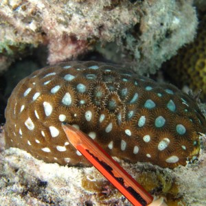Favites - Torres Strait Coral Taxonomy Photos