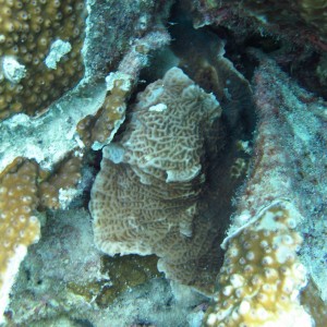Leptoseris - Torres Strait Coral Taxonomy Photos