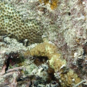 Pseudosiderastrea - Torres Strait Coral Taxonomy Photos