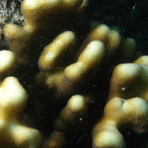 Stylophora - Torres Strait Coral Taxonomy Photos