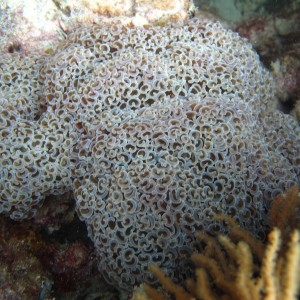 Euphyllia - Torres Strait Coral Taxonomy Photos
