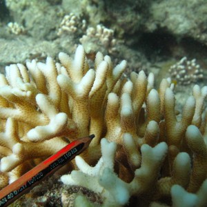 Seriatopora - Torres Strait Coral Taxonomy Photos