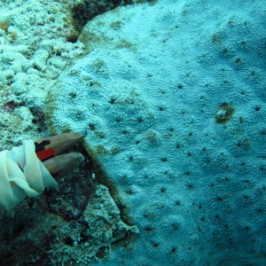 Echinophyllia - Torres Strait Coral Taxonomy Photos