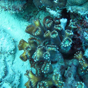Caulastrea - Torres Strait Coral Taxonomy Photos