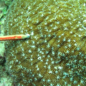 Halomitra - Torres Strait Coral Taxonomy Photos