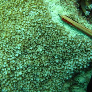 Alveopora - Torres Strait Coral Taxonomy Photos