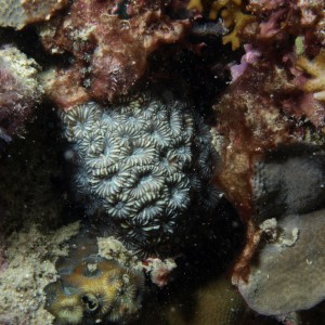 Montastrea - Torres Strait Coral Taxonomy Photos
