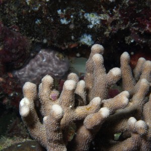 Palauastrea - Torres Strait Coral Taxonomy Photos