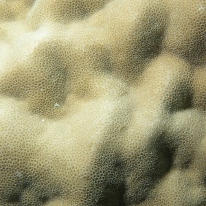 Porites - Torres Strait Coral Taxonomy Photos