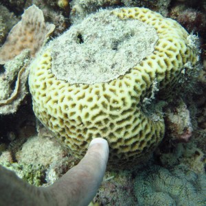 Goniastrea - Torres Strait Coral Taxonomy Photos