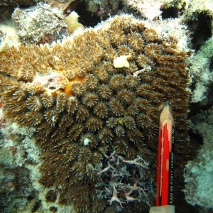 Galaxea - Torres Strait Coral Taxonomy Photos