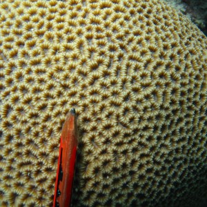 Platygyra - Torres Strait Coral Taxonomy Photos