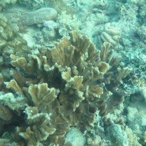 Pectinia - Torres Strait Coral Taxonomy Photos