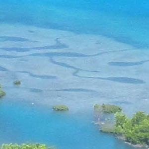 Horn Island - mangroves and mud flats - header image for Connectivity of North East Australia's Seascape