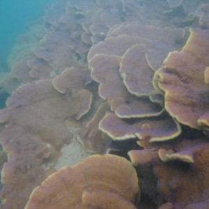 Madge Reef - Coral