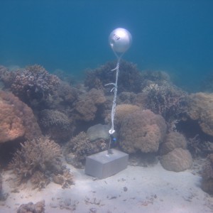 Woiz Reef - Temperature Logger