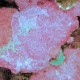 Pink crustose coralline algae