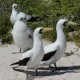 Masked Booby