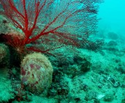 Oyster on Albert reef